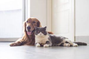 CBD FOR PETS